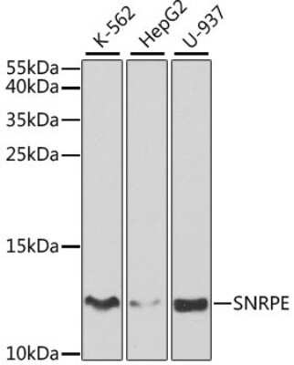 Western Blot: SNRPE AntibodyBSA Free [NBP2-94255]