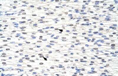 Immunohistochemistry-Paraffin: SNRPF Antibody [NBP1-57463]