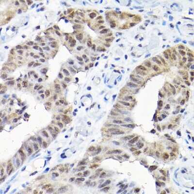 Immunohistochemistry-Paraffin: SNRPF Antibody - Azide and BSA Free [NBP2-93854]