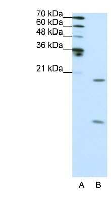 Western Blot: SNRPF Antibody [NBP1-57463]