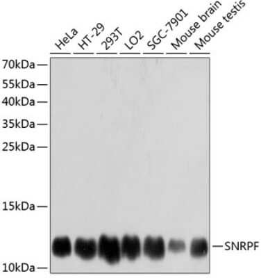 Western Blot: SNRPF AntibodyAzide and BSA Free [NBP2-93854]