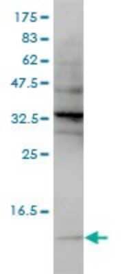 Western Blot: SNRPG Antibody (2H8-1C12) [H00006637-M01]