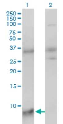Western Blot: SNRPG Antibody (2H8-1C12) [H00006637-M01]