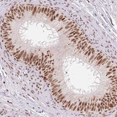 Immunohistochemistry-Paraffin: SNRPG Antibody [NBP2-38045]