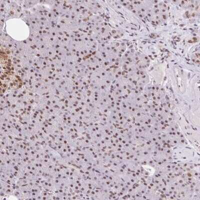 Immunohistochemistry-Paraffin: SNRPG Antibody [NBP2-38045]