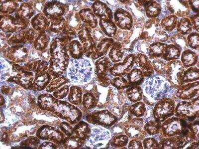 Immunohistochemistry-Paraffin: SNRPN Antibody [NBP2-20439]
