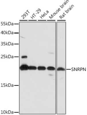 Western Blot: SNRPN AntibodyAzide and BSA Free [NBP2-93476]