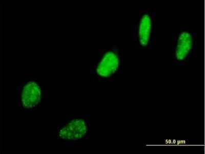 Immunocytochemistry/ Immunofluorescence: SNURF Antibody [H00008926-B01P]