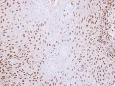 Immunohistochemistry-Paraffin: SNW1 Antibody [NBP1-31676]
