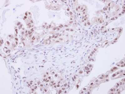 Immunohistochemistry-Paraffin: SNW1 Antibody [NBP2-20440]