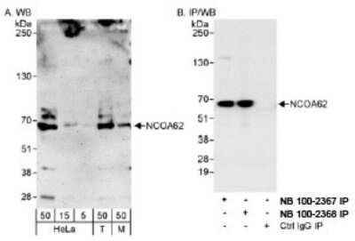 Western Blot: SNW1 Antibody [NB100-2367]