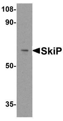 Western Blot: SNW1 AntibodyBSA Free [NBP1-77304]