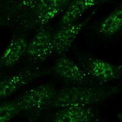 Immunocytochemistry/ Immunofluorescence: SNX1 Antibody [NBP1-46150]