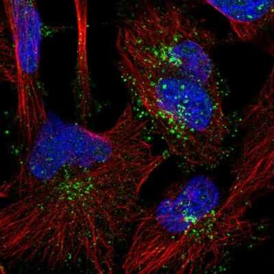 Immunocytochemistry/ Immunofluorescence: SNX1 Antibody [NBP2-56957]
