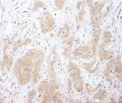 Immunohistochemistry: SNX1 Antibody [NB100-282]