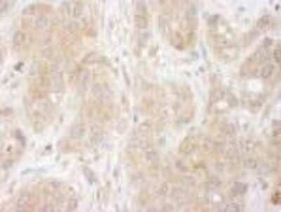 Immunohistochemistry-Paraffin: SNX1 Antibody [NB100-282]