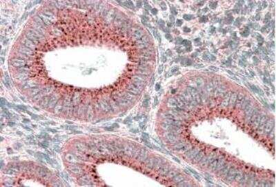 Immunohistochemistry-Paraffin: SNX1 Antibody [NBP1-46150]