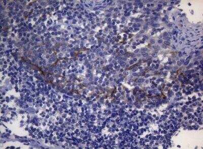 Immunohistochemistry-Paraffin: SNX10 Antibody (OTI6B7) [NBP2-45894]