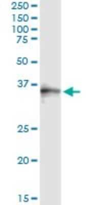 Immunoprecipitation: SNX11 Antibody (2G1) [H00029916-M05]