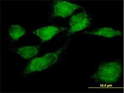 Immunocytochemistry/ Immunofluorescence: SNX11 Antibody [H00029916-B02P]