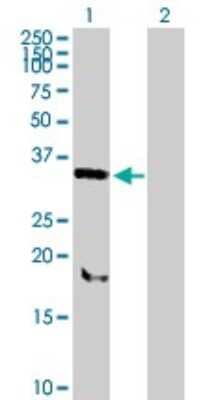 Western Blot: SNX11 Antibody [H00029916-B02P]