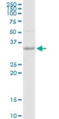 Western Blot: SNX11 Antibody [H00029916-D01P]