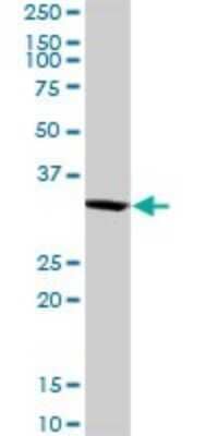 Western Blot: SNX11 Antibody [H00029916-D01P]