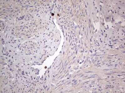 Immunohistochemistry: SNX12 Antibody (OTI3A4) [NBP2-45895]