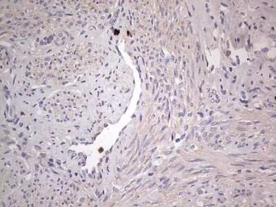Immunohistochemistry: SNX12 Antibody (OTI3A4) - Azide and BSA Free [NBP2-74263]