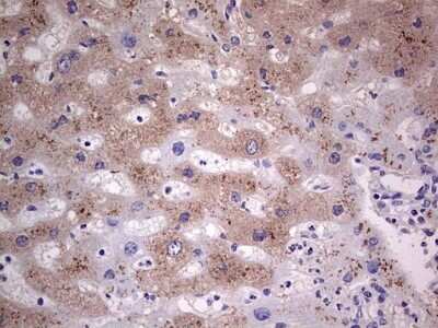 Immunohistochemistry: SNX12 Antibody (OTI3A4) - Azide and BSA Free [NBP2-74263]