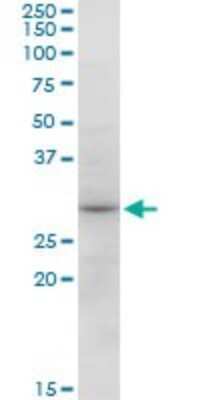 Western Blot: SNX12 Antibody [H00029934-B01P]