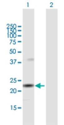Western Blot: SNX12 Antibody [H00029934-B01P]