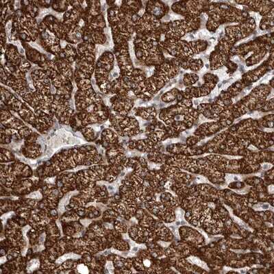 Immunohistochemistry-Paraffin: SNX16 Antibody [NBP1-85972]
