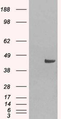 Western Blot: SNX16 Antibody [NB100-1211]