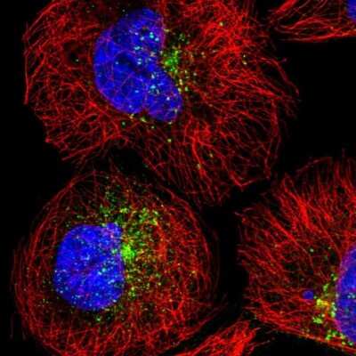 Immunocytochemistry/ Immunofluorescence: SNX17 Antibody [NBP1-92417]