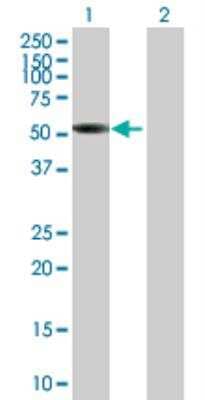 Western Blot: SNX17 Antibody [H00009784-B01P]