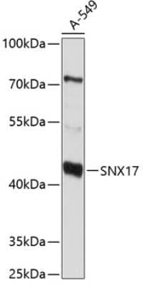 Western Blot: SNX17 AntibodyBSA Free [NBP2-93381]