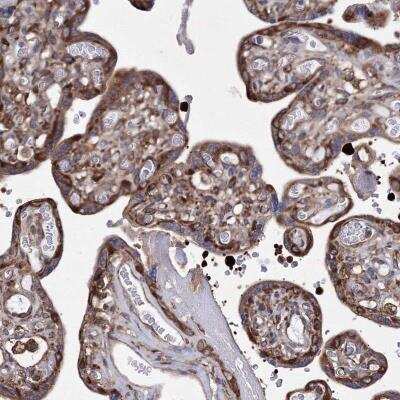 Immunohistochemistry-Paraffin: SNX18 Antibody [NBP1-82361]