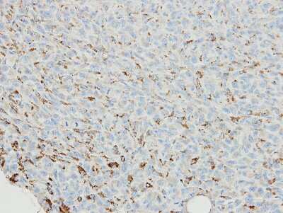 Immunohistochemistry-Paraffin: SNX18 Antibody [NBP1-33089]