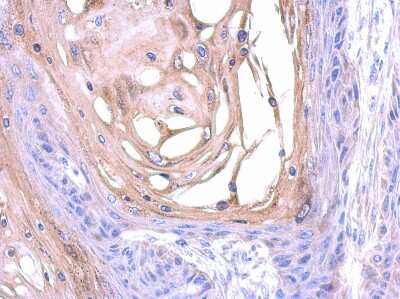 Immunohistochemistry-Paraffin: SNX18 Antibody [NBP2-20443]