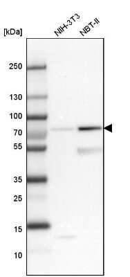 Western Blot: SNX18 Antibody [NBP1-82361]