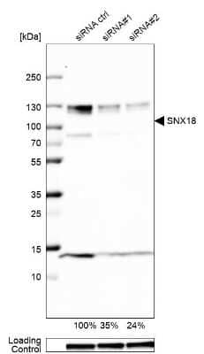 Western Blot: SNX18 Antibody [NBP1-82361]