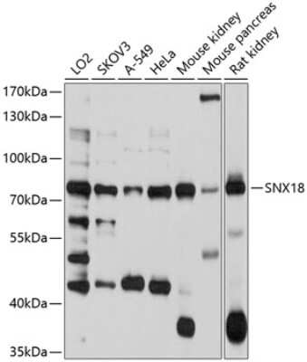 Western Blot: SNX18 AntibodyBSA Free [NBP2-93449]