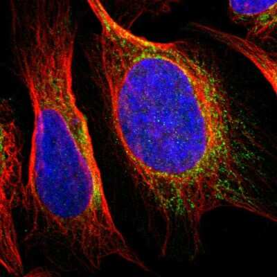 Immunocytochemistry/ Immunofluorescence: SNX19 Antibody [NBP1-84491]