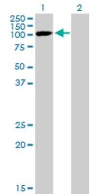 Western Blot: SNX19 Antibody [H00399979-B01P]