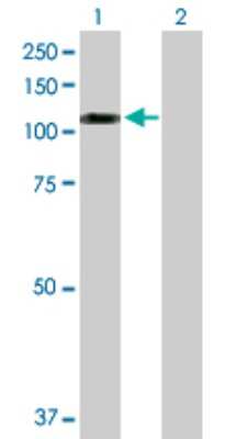 Western Blot: SNX19 Antibody [H00399979-D01P]