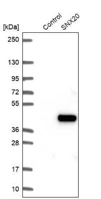 Western Blot: SNX20 Antibody [NBP1-92418]