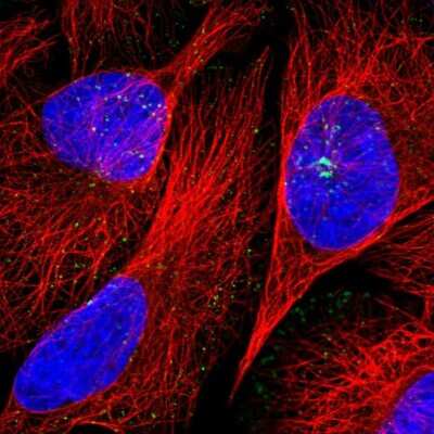 Immunocytochemistry/ Immunofluorescence: SNX21 Antibody [NBP1-92419]