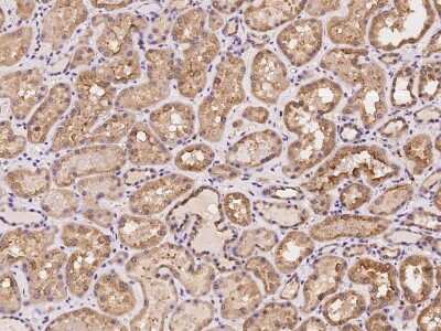 Immunohistochemistry-Paraffin: SNX21 Antibody [NBP2-98062]
