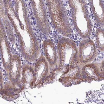 Immunohistochemistry-Paraffin: SNX24 Antibody [NBP1-80785]